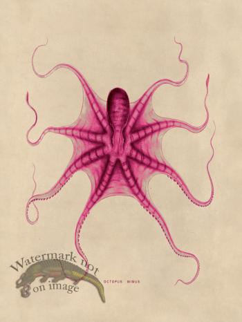 Octopus Pink 22